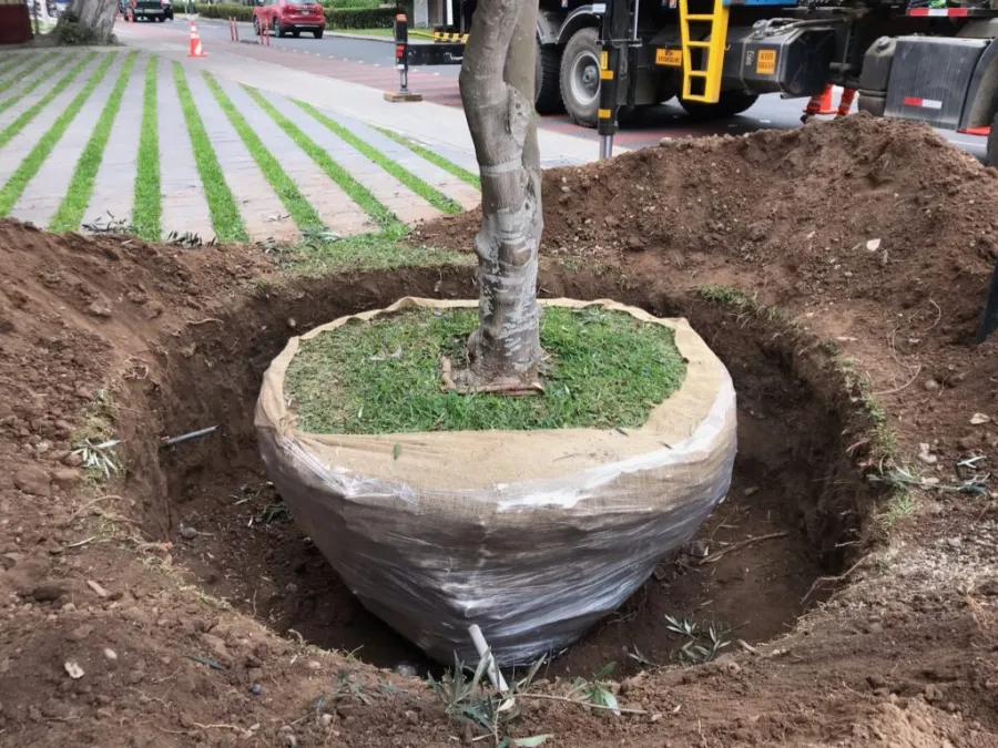 Traslado de un árbol con cepellón envuelto