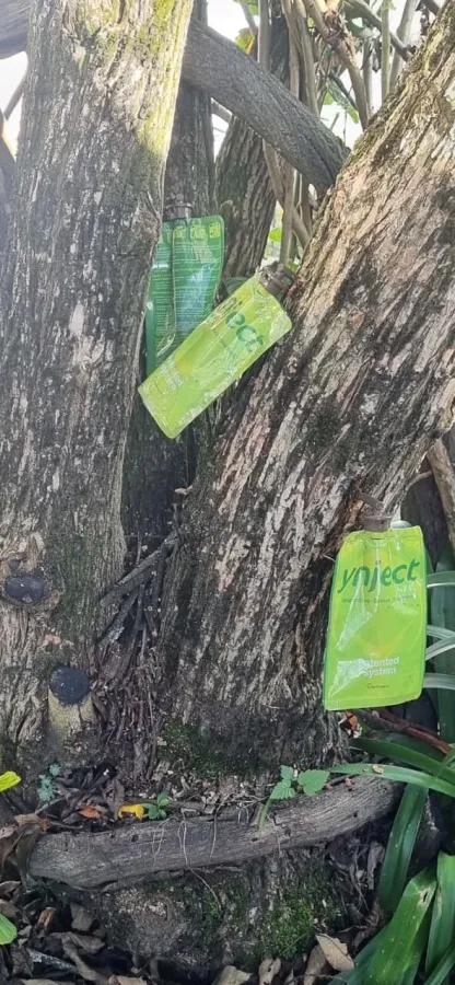 Endoterapia por microinyección presurizada en un árbol