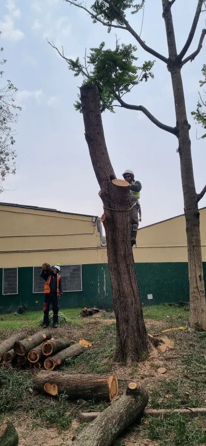 Equipo de tala en campo con herramientas y protección