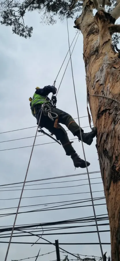 Operario en trepa junto a redes eléctricas