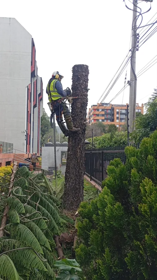Tala seccionada junto a edificaciones