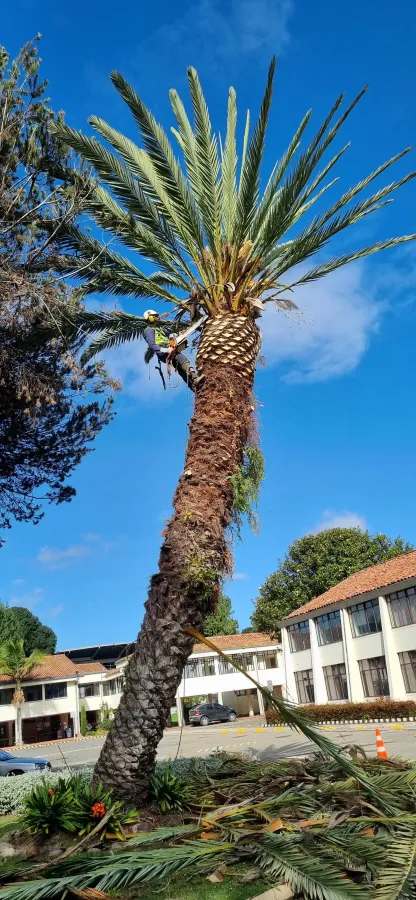 Poda de un árbol junto a red eléctrica