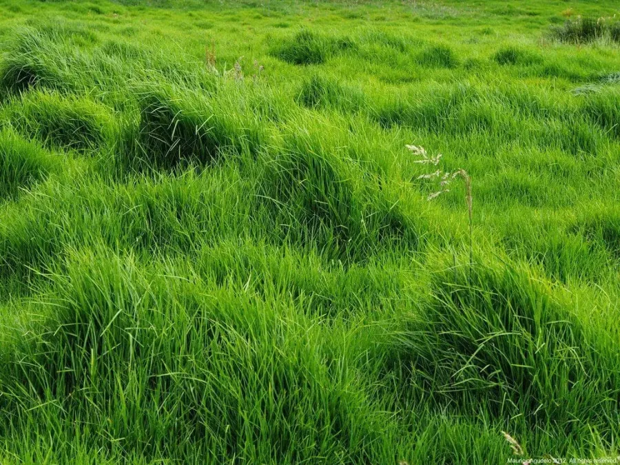 Siembra de pasto kikuyo