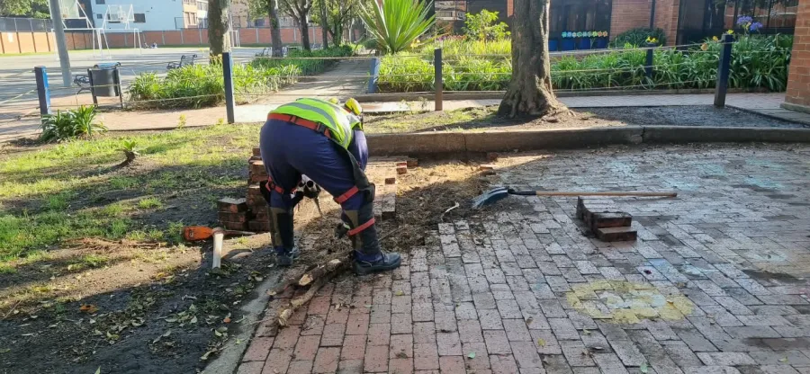 Poda radicular de raíces bajo un andén