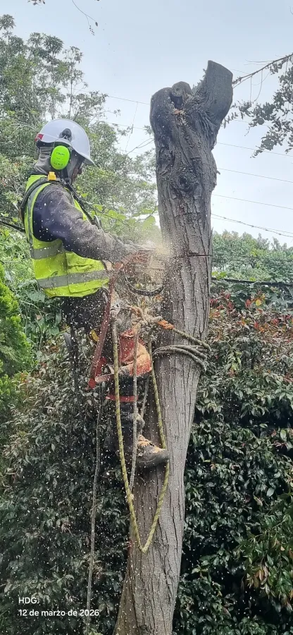 Tala seccionada de un árbol entre casas