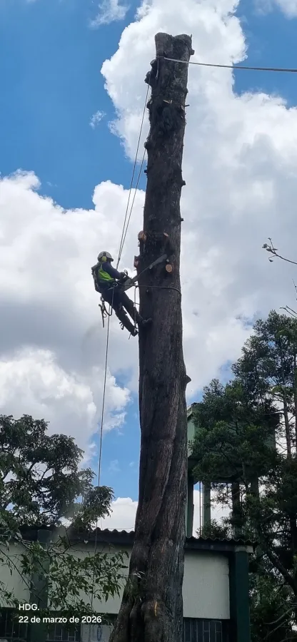 Tala controlada de árbol de gran porte