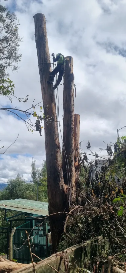 Extracción de tronco y raíces