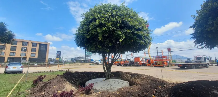 Bloqueo y traslado de un árbol con cepellón