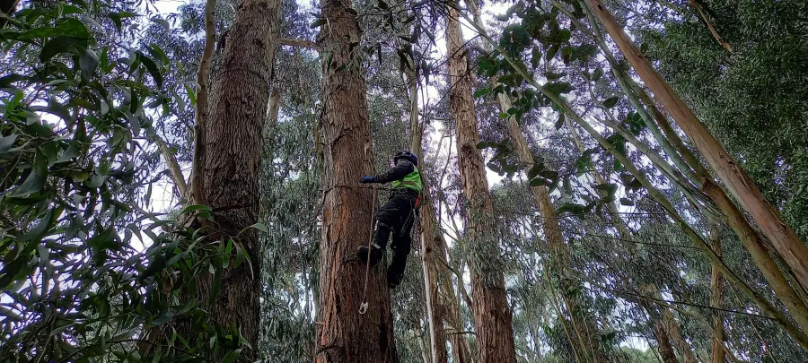 Poda técnica estructural de un árbol en altura con trepa