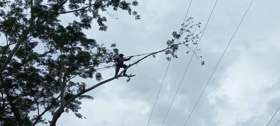 Poda y tala de árboles junto a redes eléctricas de media y baja tensión